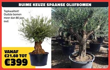 Promoties Ruime keuze spaanse olijfbomen - Huismerk - Bouwcenter Frans Vlaeminck - Geldig van 01/05/2019 tot 31/05/2019 bij Bouwcenter Frans Vlaeminck