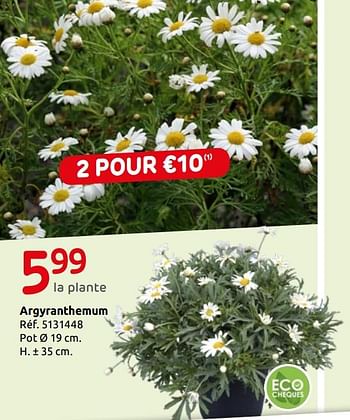 Promotions Argyranthemum - Produit maison - Brico - Valide de 15/05/2019 à 27/05/2019 chez Brico