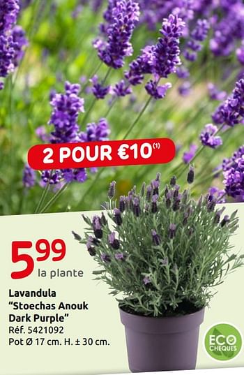 Promoties Lavandula stoechas anouk dark purple - Huismerk - Brico - Geldig van 15/05/2019 tot 27/05/2019 bij Brico