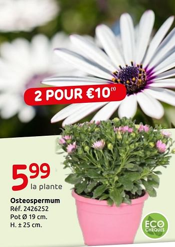 Promoties Osteospermum - Huismerk - Brico - Geldig van 15/05/2019 tot 27/05/2019 bij Brico