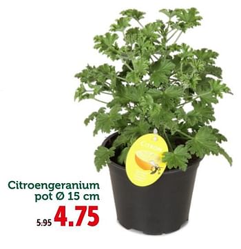 Promoties Citroen geranium pot ø 15 cm - Huismerk - Aveve - Geldig van 21/05/2019 tot 02/06/2019 bij Aveve