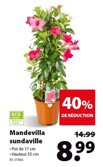 Promotions Mandevilla sundaville - Produit maison - Gamma - Valide de 15/05/2019 à 27/05/2019 chez Gamma