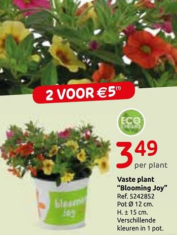 Promotions Vaste plant blooming joy - Produit maison - Brico - Valide de 29/05/2019 à 10/06/2019 chez Brico