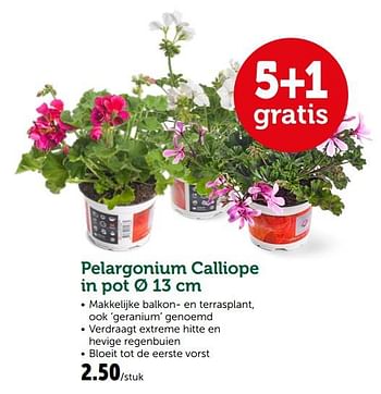 Promotions Pelargonium calliope in pot - Produit maison - Aveve - Valide de 19/06/2019 à 29/06/2019 chez Aveve