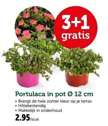 Promoties Portulaca in pot - Huismerk - Aveve - Geldig van 19/06/2019 tot 29/06/2019 bij Aveve