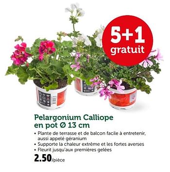 Promotions Pelargonium calliope en pot - Produit maison - Aveve - Valide de 19/06/2019 à 29/06/2019 chez Aveve