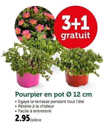 Promotions Pourpier en pot - Produit maison - Aveve - Valide de 19/06/2019 à 29/06/2019 chez Aveve
