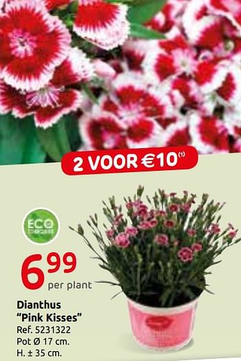 Promoties Dianthus pink kisses - Huismerk - Brico - Geldig van 26/06/2019 tot 08/07/2019 bij Brico