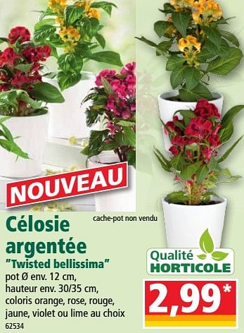Promoties Célosie argentée twisted bellissima - Qualité Horticole - Geldig van 19/06/2019 tot 25/06/2019 bij Norma
