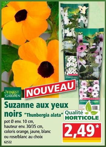 Promotions Suzanne aux yeux noirs thunbergia alata - Qualité Horticole - Valide de 19/06/2019 à 25/06/2019 chez Norma