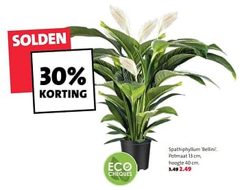 Promoties Spathiphyllum bellini - Huismerk - Intratuin - Geldig van 01/07/2019 tot 31/07/2019 bij Intratuin