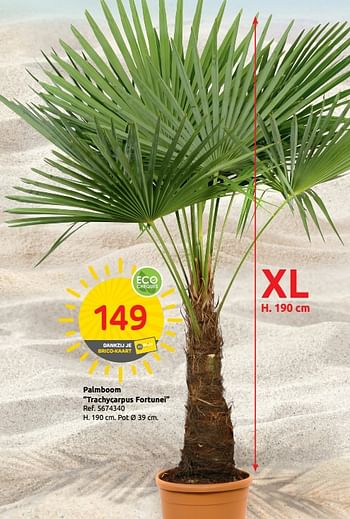 Promoties Palmboom trachycarpus fortunei - Huismerk - Brico - Geldig van 23/07/2019 tot 05/08/2019 bij Brico