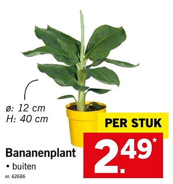 Promoties Bananenplant - Huismerk - Lidl - Geldig van 29/07/2019 tot 03/08/2019 bij Lidl