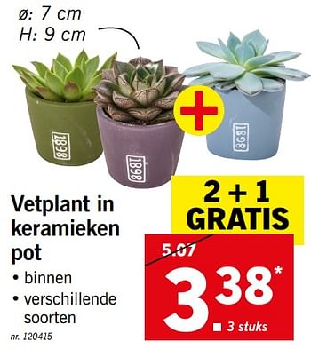 Promoties Vetplant in keramieken pot - Huismerk - Lidl - Geldig van 29/07/2019 tot 03/08/2019 bij Lidl