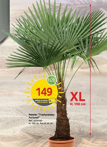 Promoties Palmier trachycarpus fortunei - Huismerk - Brico - Geldig van 06/08/2019 tot 19/08/2019 bij Brico