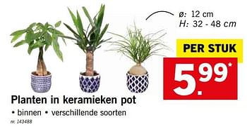 Promotions Planten in keramieken pot - Produit maison - Lidl - Valide de 12/08/2019 à 17/08/2019 chez Lidl