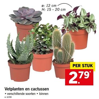 Promoties Vetplanten en cactussen - Huismerk - Lidl - Geldig van 19/08/2019 tot 24/08/2019 bij Lidl