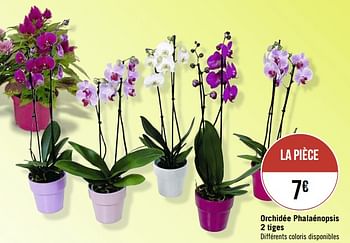 Promotions Orchidée phalaénopsis 2 tiges - Produit Maison - Casino - Valide de 09/09/2019 à 22/09/2019 chez Super Casino