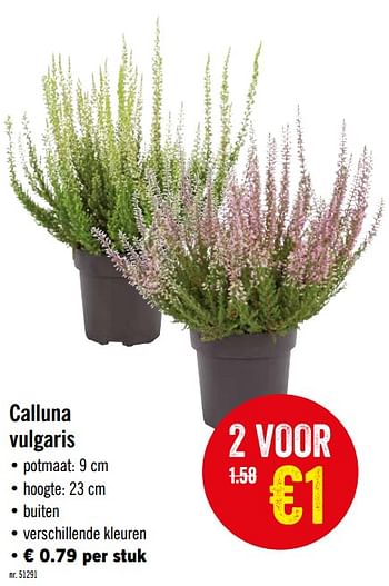 Promoties Calluna vulgaris - Huismerk - Lidl - Geldig van 16/09/2019 tot 21/09/2019 bij Lidl