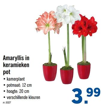 Promoties Amaryllis in keramieken pot - Huismerk - Lidl - Geldig van 07/10/2019 tot 12/10/2019 bij Lidl