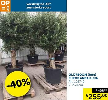 Promoties Olijfboom (foto) europ andalucia - Huismerk - Zelfbouwmarkt - Geldig van 08/10/2019 tot 04/11/2019 bij Zelfbouwmarkt