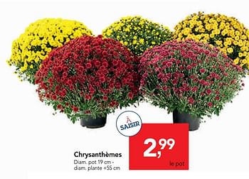 Promoties Chrysanthèmes - Huismerk - Makro - Geldig van 09/10/2019 tot 22/10/2019 bij Makro