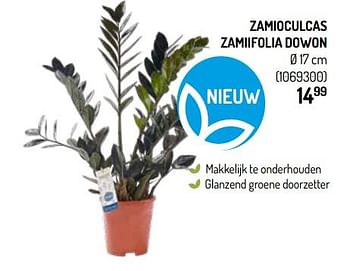 Promoties Zamioculcas zamiifolia dowon - Huismerk - Walter Van Gastel - Geldig van 09/10/2019 tot 20/10/2019 bij Walter Van Gastel
