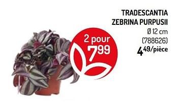 Promotions Tradescantia zebrina purpusii - Produit Maison - Walter Van Gastel - Valide de 09/10/2019 à 20/10/2019 chez Walter Van Gastel