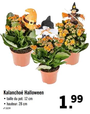 Promotions Kalanchoé halloween - Produit maison - Lidl - Valide de 21/10/2019 à 26/10/2019 chez Lidl