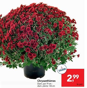 Promotions Chrysanthèmes - Produit maison - Makro - Valide de 23/10/2019 à 05/11/2019 chez Makro