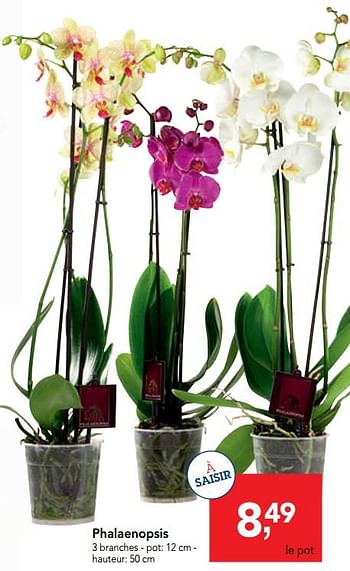 Promotions Phalaenopsis - Produit maison - Makro - Valide de 23/10/2019 à 05/11/2019 chez Makro
