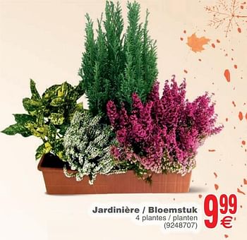 Promoties Jardinière - bloemstuk - Huismerk - Cora - Geldig van 22/10/2019 tot 04/11/2019 bij Cora