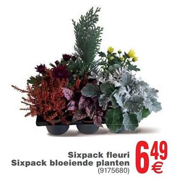 Promoties Sixpack fleuri sixpack bloeiende planten - Huismerk - Cora - Geldig van 22/10/2019 tot 04/11/2019 bij Cora