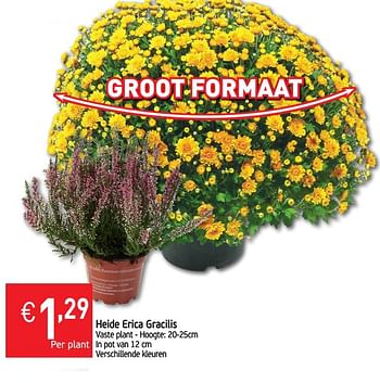 Promoties Heide erica gracilis - Huismerk - Intermarche - Geldig van 22/10/2019 tot 27/10/2019 bij Intermarche