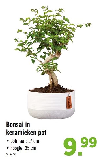 Promoties Bonsai in keramieken pot - Huismerk - Lidl - Geldig van 04/11/2019 tot 09/11/2019 bij Lidl