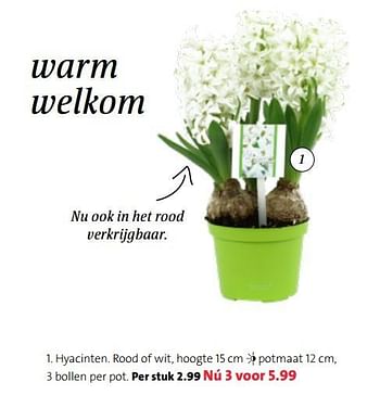 Promoties Hyacinten - Huismerk - Intratuin - Geldig van 18/11/2019 tot 01/12/2019 bij Intratuin