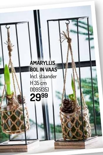 Promoties Amaryllis bol in vaas - Huismerk - Oh'Green - Geldig van 27/11/2019 tot 08/12/2019 bij Oh'Green