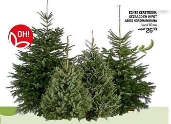 Promoties Echte kerstboom, gezaagd en in pot abies nordmanniana - Huismerk - Oh'Green - Geldig van 27/11/2019 tot 08/12/2019 bij Oh'Green