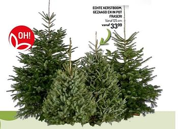 Promoties Echte kerstboom, gezaagd en in pot fraseri - Huismerk - Oh'Green - Geldig van 27/11/2019 tot 08/12/2019 bij Oh'Green