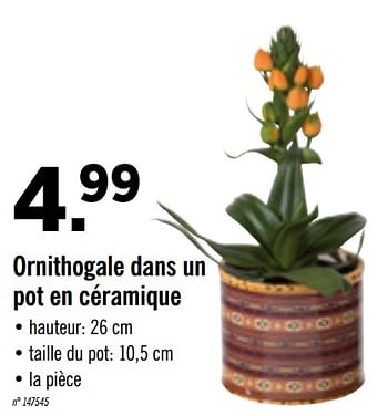 Promotions Ornithogale dans un pot en céramique - Produit maison - Lidl - Valide de 20/01/2020 à 25/01/2020 chez Lidl