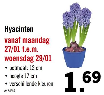Promoties Hyacinten - Huismerk - Lidl - Geldig van 27/01/2020 tot 29/01/2020 bij Lidl