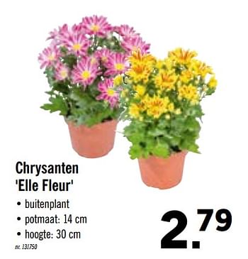 Promoties Chrysanten elle fleur - Huismerk - Lidl - Geldig van 24/02/2020 tot 29/02/2020 bij Lidl