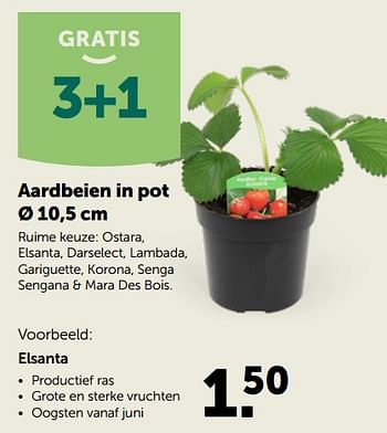 Promoties Aardbeien in pot - Huismerk - Aveve - Geldig van 10/03/2020 tot 21/03/2020 bij Aveve