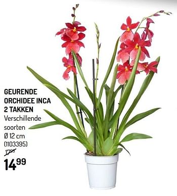 Promoties Geurende orchidee inca 2 takken - Huismerk - Oh'Green - Geldig van 11/03/2020 tot 22/03/2020 bij Oh'Green