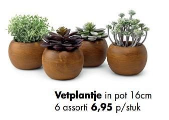 Promoties Vetplantje - Huismerk - Multi Bazar - Geldig van 11/05/2020 tot 01/06/2020 bij Multi Bazar