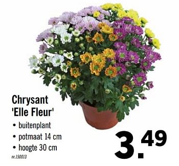 Promoties Chrysant elle fleur - Huismerk - Lidl - Geldig van 02/06/2020 tot 06/06/2020 bij Lidl