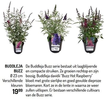 Promoties Buddleja buzz - Huismerk - Oh'Green - Geldig van 20/05/2020 tot 31/05/2020 bij Oh'Green