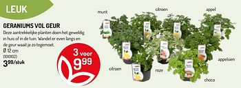 Promoties Geraniums vol geur - Huismerk - Oh'Green - Geldig van 20/05/2020 tot 31/05/2020 bij Oh'Green