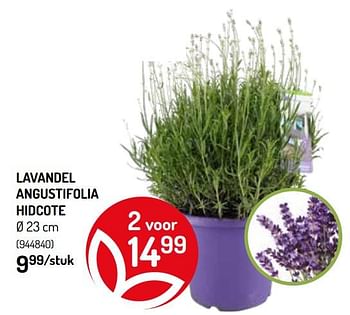 Promoties Lavandel angustifolia hidcote - Huismerk - Oh'Green - Geldig van 20/05/2020 tot 31/05/2020 bij Oh'Green