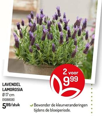 Promoties Lavendel lamorosia - Huismerk - Oh'Green - Geldig van 20/05/2020 tot 31/05/2020 bij Oh'Green